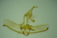 Cnephasia asseclana