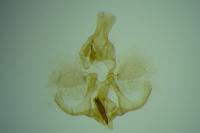 Pandemis cinnamomeana