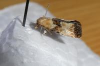 Eupoecilia angustana