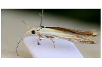 Coleophora zelleriella