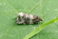 Orthotaenia undulana