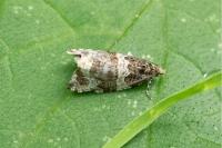 Orthotaenia undulana