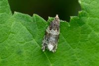 Orthotaenia undulana