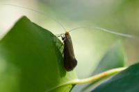 Nematopogon adansoniella