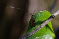 Adela australis
