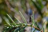 Adela australis