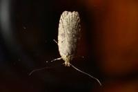Agonopterix