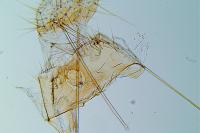 Agonopterix carduncelli