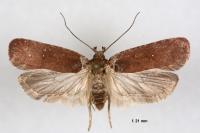Agonopterix cnicella