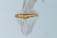 Agonopterix cnicella