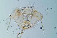 Agonopterix cnicella