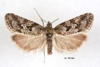 Cnephasia cupressivorana