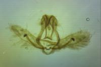 Cnephasia cupressivorana