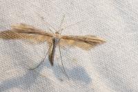 Emmelina monodactyla
