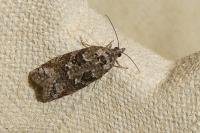 Cnephasia cupressivorana