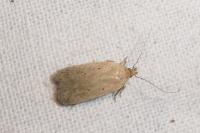 Agonopterix rotundella