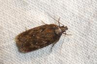 Depressaria albipunctella