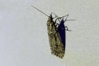 Diurnea fagella