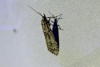 Diurnea fagella