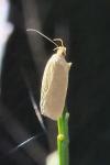 Agonopterix