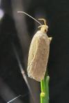 Agonopterix