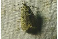 Diurnea fagella