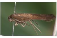 Scythris fuscoaenea