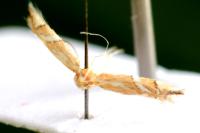 Phyllonorycter cerasicolella