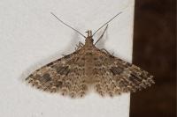 Alucita hexadactyla