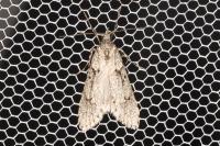 Diurnea fagella