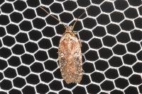 Agonopterix purpurea