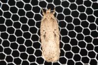 Agonopterix yeatiana