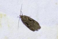 Semioscopis steinkellneriana