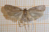 Agonopterix scopariella