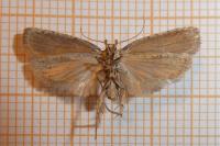 Agonopterix scopariella