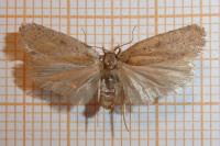 Agonopterix scopariella