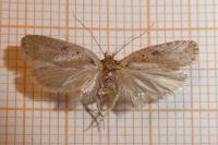 Agonopterix scopariella