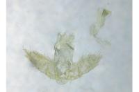 Agonopterix scopariella