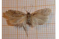 Agonopterix ciliella/heracliana