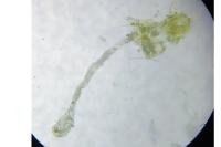 Agonopterix ciliella/heracliana