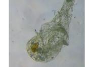 Agonopterix ciliella/heracliana