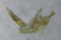 Alucita hexadactyla