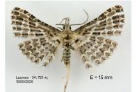 Alucita grammodactyla