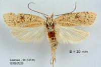 Agonopterix assimilella