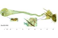 Agonopterix assimilella