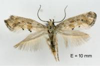 Epermenia ochreomaculella