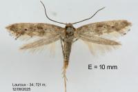 Epermenia ochreomaculella
