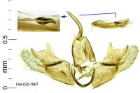 Epermenia ochreomaculella