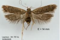 Anacampsis timidella