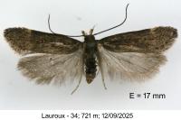 Aroga velocella